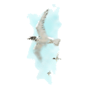 migrate